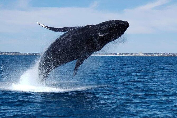 2 Hour Whale-Watching Cruise from Hillarys Boat Harbour - A whale cruise from Perth with a real seasonal focus