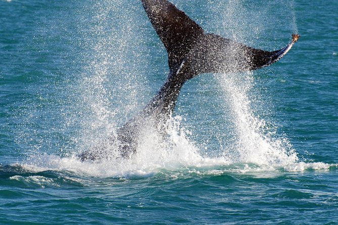 2 Hour Whale-Watching Cruise from Hillarys Boat Harbour - Two hours on the Indian Ocean