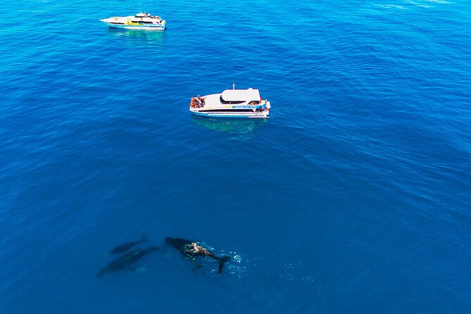2 Hour Whale-Watching Cruise from Hillarys Boat Harbour - What the marine biologist adds