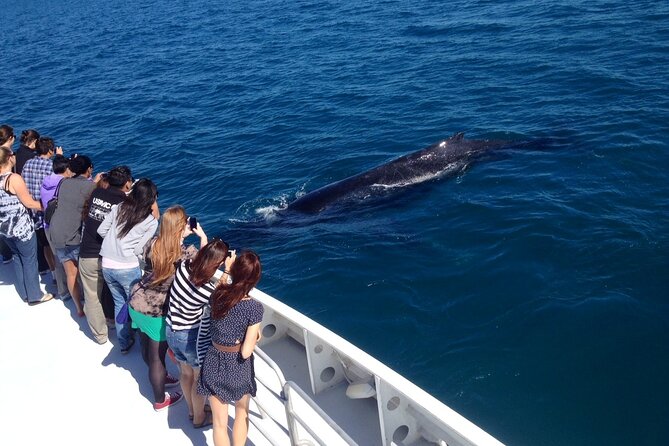 2 Hour Whale-Watching Cruise from Hillarys Boat Harbour - Rough water and seasickness