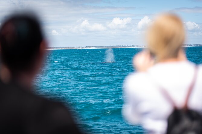 2 Hour Whale-Watching Cruise from Hillarys Boat Harbour - Is the $55.94 price good value?