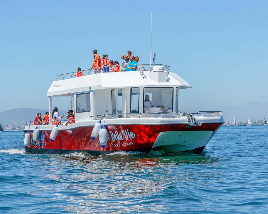 30min V&A Waterfront Harbour Cruise Cape Town - Looking for ocean wildlife