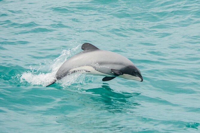 Akaroa Dolphins ~ Harbour Nature Cruise - Why Hector’s dolphins make this Akaroa cruise special