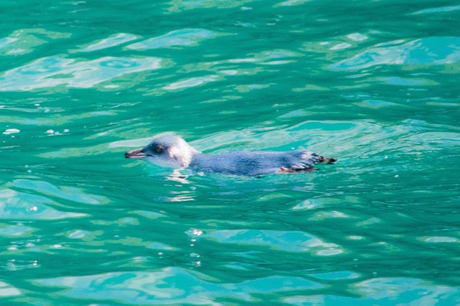 Akaroa Dolphins ~ Harbour Nature Cruise - Banks Peninsula brings bigger views and rougher water