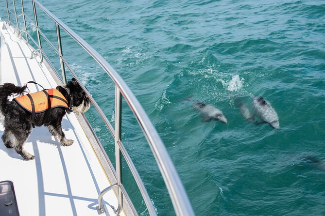 Akaroa Dolphins ~ Harbour Nature Cruise - Setting out from Akaroa Lighthouse and Beach Road