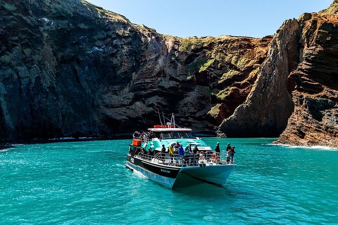 Akaroa Harbour Nature Cruise - Searching for Hector’s Dolphins