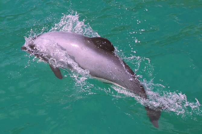 Akaroa Harbour Nature Cruise - Seals, Penguins, and Seabirds