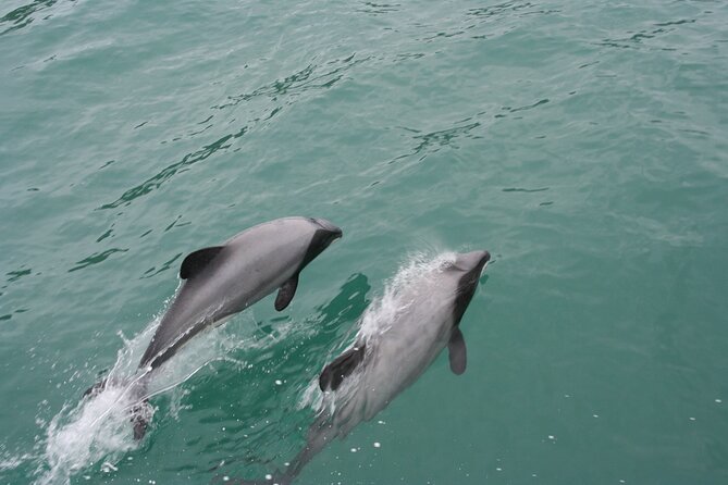 Akaroa Harbour Nature Cruise - Commentary That Adds More Than Names