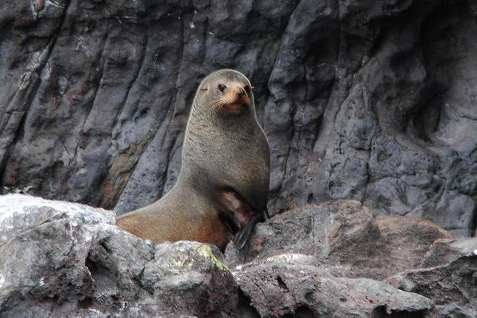 Akaroa Harbour Nature Cruise - Comfort, Weather, and Choosing Your Spot
