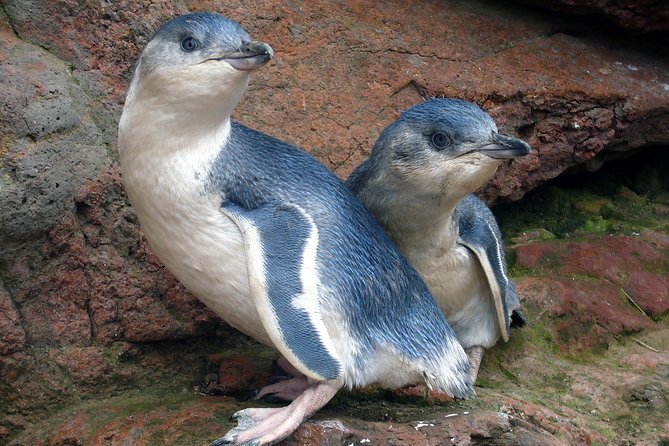 Akaroa Harbour Nature Cruise - Who Will Enjoy This Most?