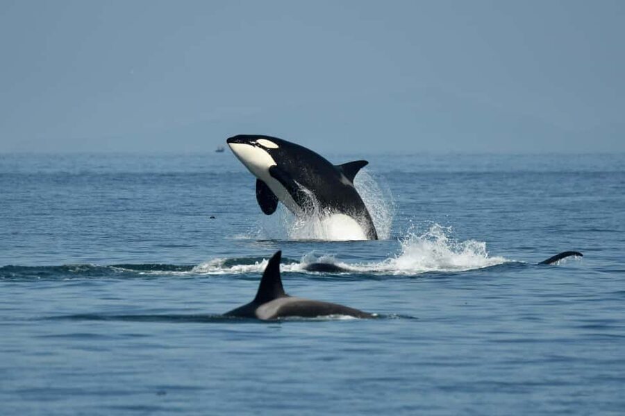 Anacortes: Full Day Whale/Wildlife Tour; Friday Harbor Stop - Why the six-passenger format matters