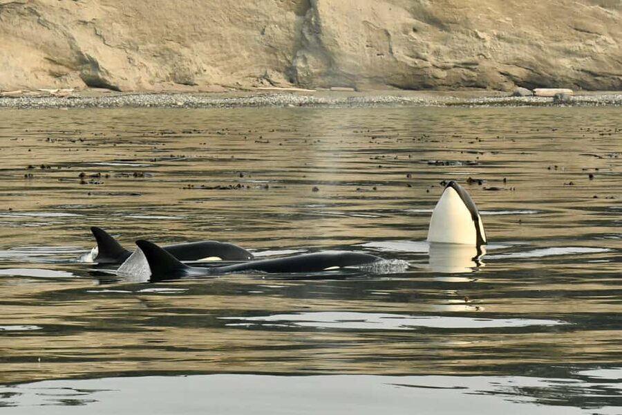 Anacortes: Full Day Whale/Wildlife Tour; Friday Harbor Stop - Is $279 a fair price?