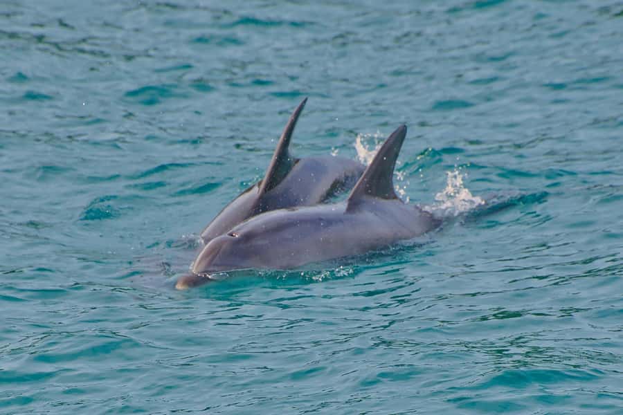 Bay of Islands: Discover the Bay Cruise with Island Lunch - Is the Discover the Bay Cruise worth $107?