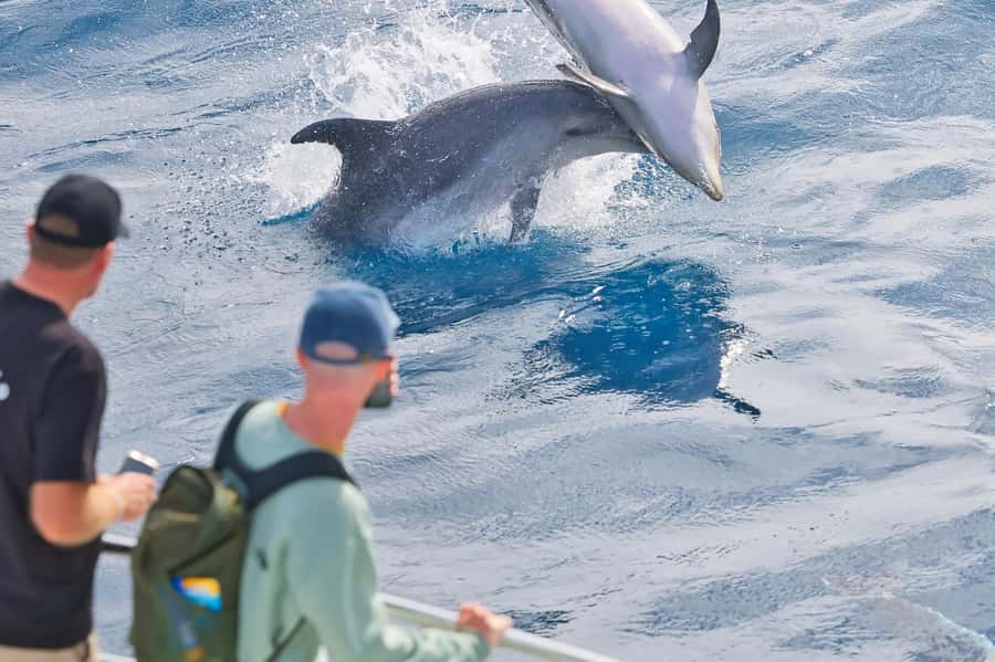 Bay of Islands: Discover the Bay Cruise with Island Lunch - Paihia to the outer islands