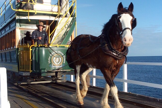 Best of SA, Hahndorf , Victor Harbor & d'arenberg 'Cube' Tour - Key points to know before booking