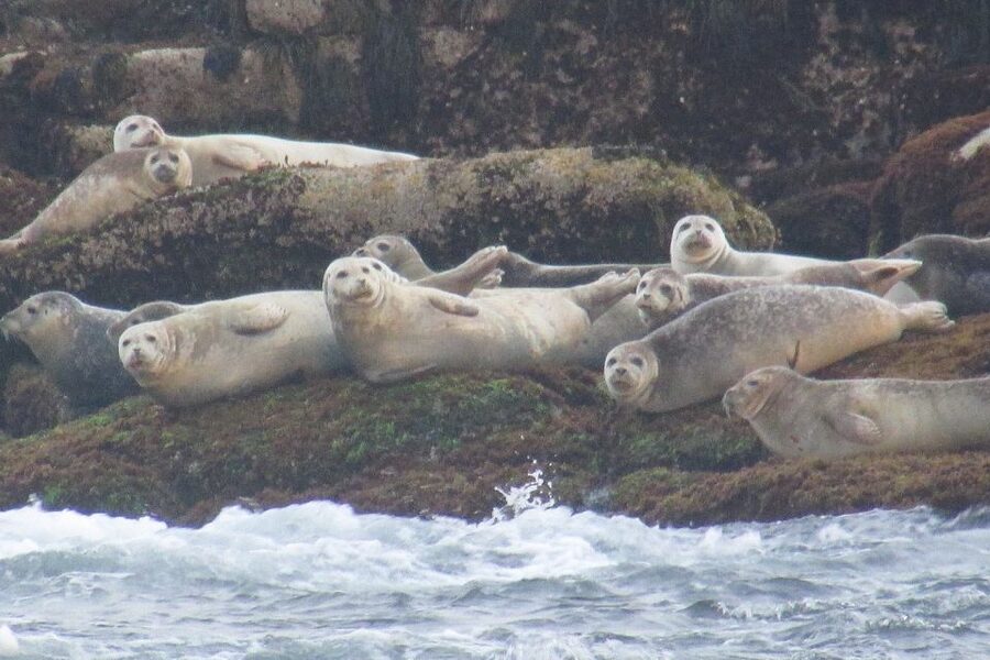 Boothbay Harbor Cruise: Lighthouses, Lobster Haul, and Seals - Is $40 a fair price for 90 minutes?