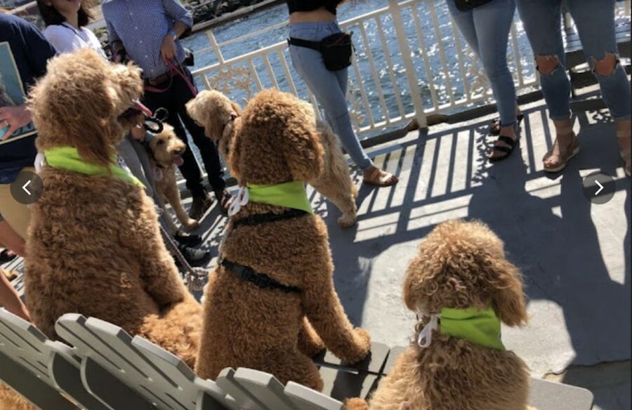 Boston: Scenic Harbor Cruise (Dog-Friendly) - The Seaport and Boston’s working waterfront