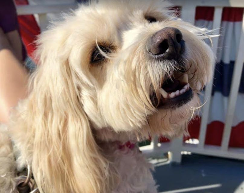 Boston: Scenic Harbor Cruise (Dog-Friendly) - Bunker Hill, Logan Airport, and the return route