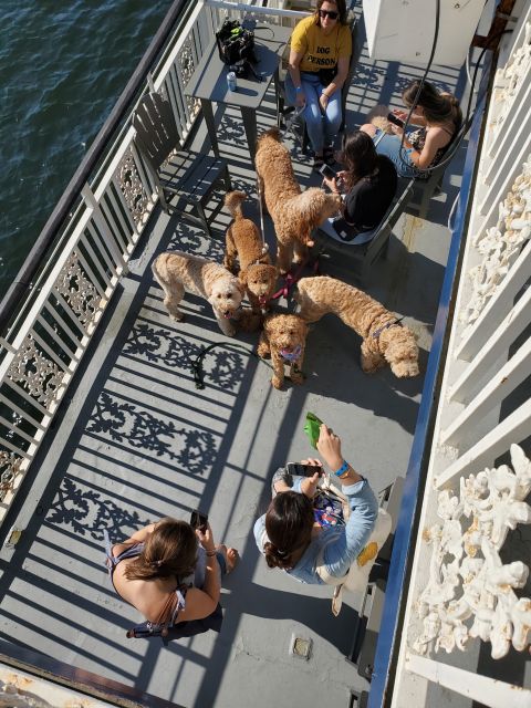 Boston: Scenic Harbor Cruise (Dog-Friendly) - Timing, reservations, and small practical details