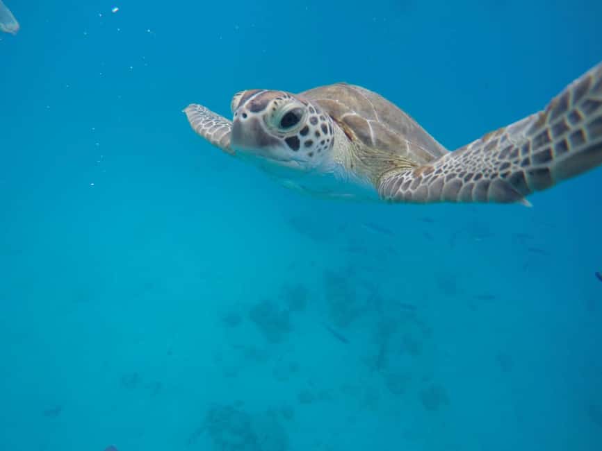 Bridgetown: Wildlife Reserve Tour and Carlisle Bay Cruise - Key points at a glance