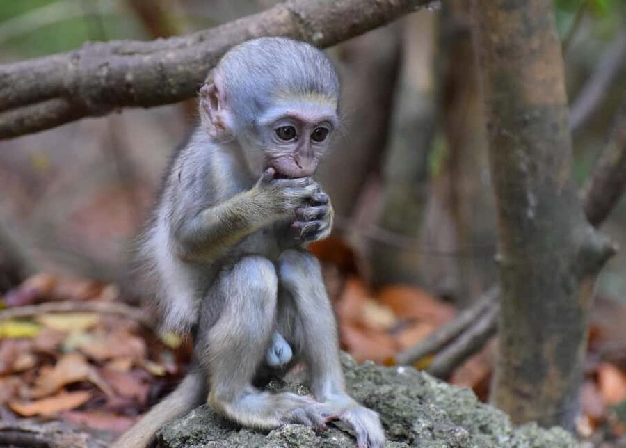 Bridgetown: Wildlife Reserve Tour and Carlisle Bay Cruise - Why the Barbados Wildlife Reserve deserves the early start