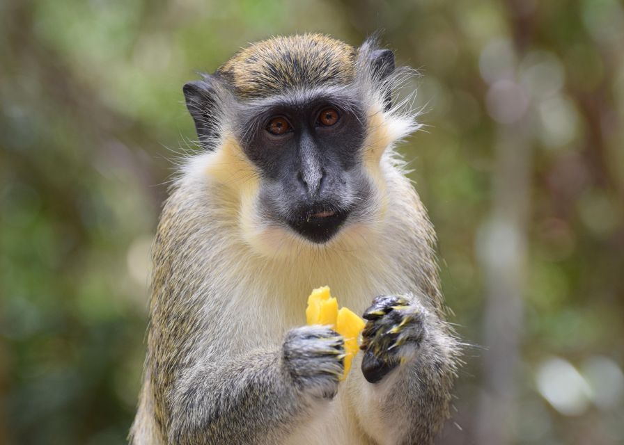 Bridgetown: Wildlife Reserve Tour and Carlisle Bay Cruise - A Barbadian lunch breaks up the sightseeing