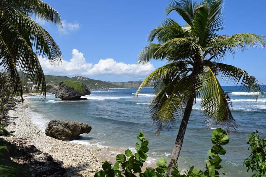 Bridgetown: Wildlife Reserve Tour and Carlisle Bay Cruise - My take on the guides and the pace