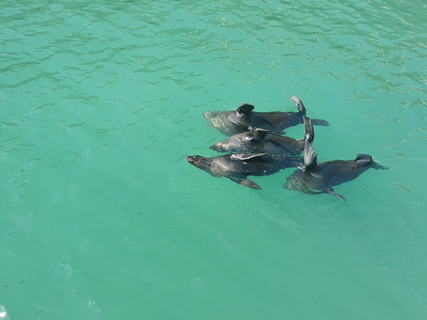 Cape Town: 30 Minute Harbour Boat Cruise with Seal Watching - A quick boat ride with a clear purpose