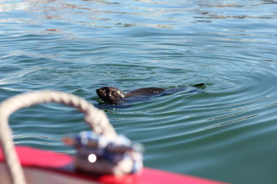 Cape Town: 30 Minute Seal-Watching Harbour Cruise - Key points to know before you book