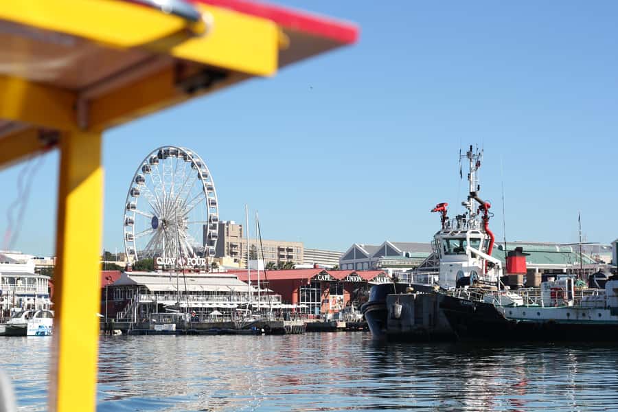 Cape Town: 30 Minute Seal-Watching Harbour Cruise - Cape fur seals are the fun surprise