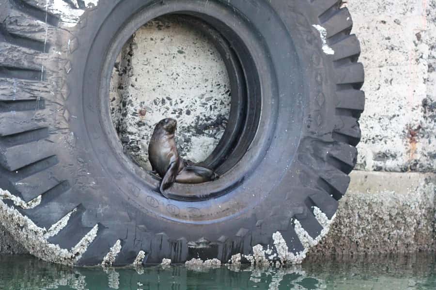Cape Town: 30 Minute Seal-Watching Harbour Cruise - The price makes this a strong add-on