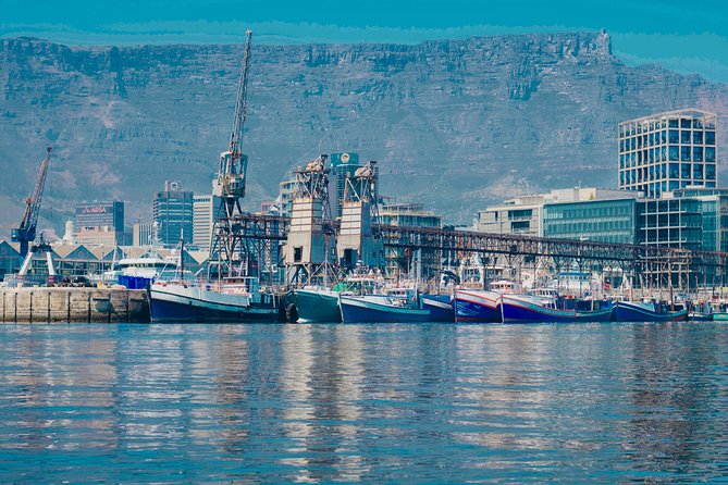 Cape Town 30-minute V&A Harbour Cruise - The seals are the highlight