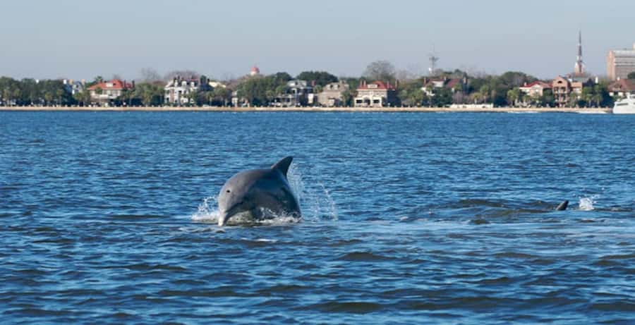 Charleston: Daytime or Sunset Historic Harbor Cruise - Charleston Harbor and the first views