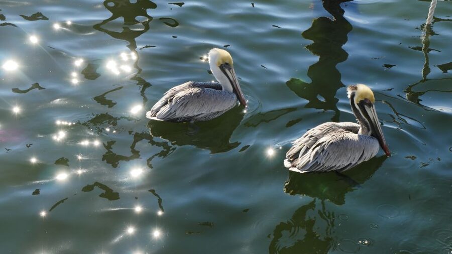 Charleston: Harbor Bar Pedal Boat Party Cruise - BYOB makes the price easier to judge