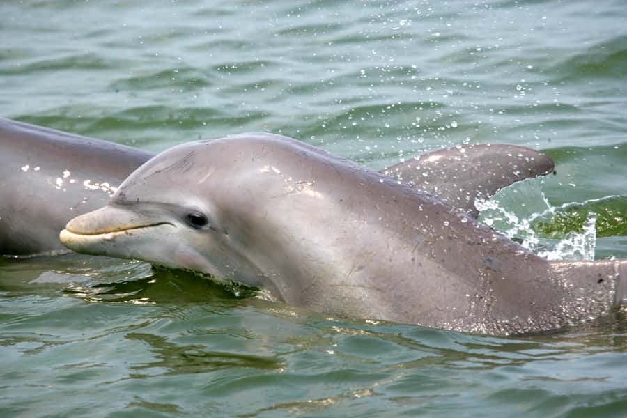 Charleston: Schooner Sailing Harbor Tour & Dolphin Watch - Fort Sumter and Charleston Harbor views