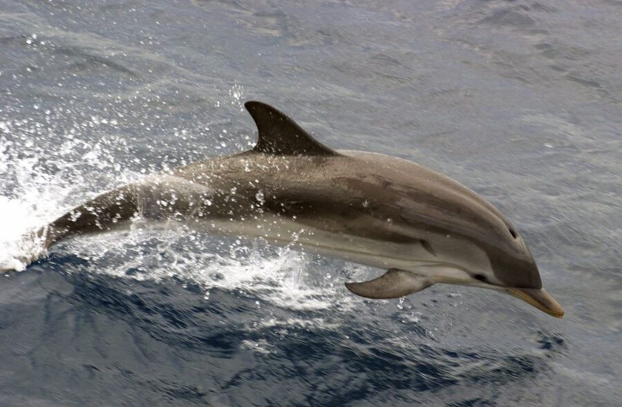 Charleston: Sightseeing Harbor Tour & Dolphin Watch - Choosing Patriots Point or Aquarium Wharf