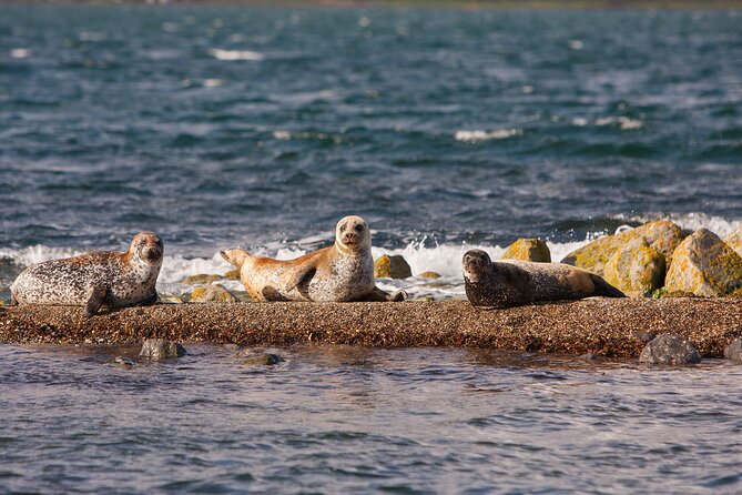 Clew Bay Cruise, Westport ( 90 minutes ) - Islands, spiritual retreats, and flooded drumlins