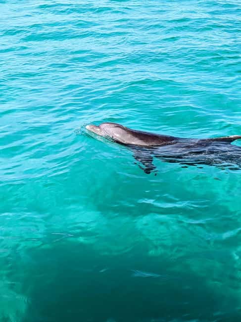 Destin: Public 3 Hour Crab Island and Harbor Tour - Two hours at the Crab Island sandbar