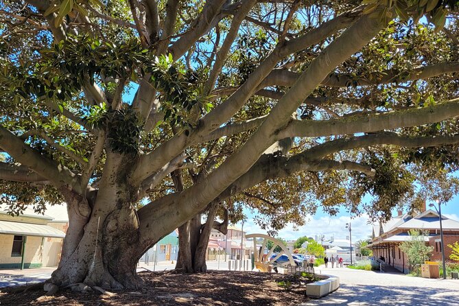 Discover Victor Harbor Walking Tour - Coral Street, the Town Hall, and Victor Harbor’s cultural life