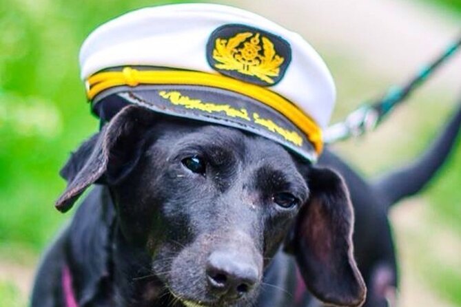 Dog Day of Summer Harbor Cruise in Boston - Key points to know before you book
