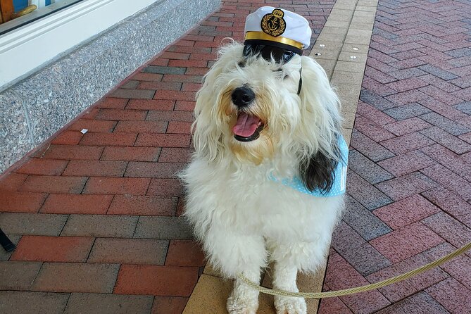 Dog Day of Summer Harbor Cruise in Boston - Who will enjoy this cruise most