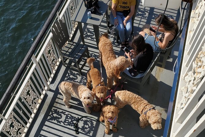 Dog Day of Summer Harbor Cruise in Boston - What you see from the boat