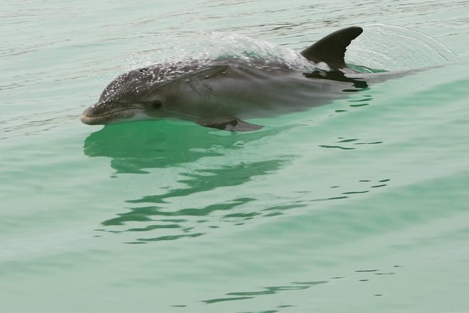 Dolphin-Watching Speedboat Cruise in Destin Harbor - Is $58.85 a fair price?