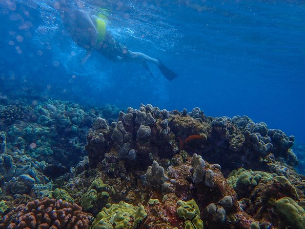 Four Winds Molokini Snorkeling Tour from Maalaea Harbor - Why Molokini Crater is worth the early start