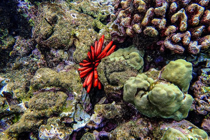Four Winds Molokini Snorkeling Tour from Maalaea Harbor - The weather question you need to understand