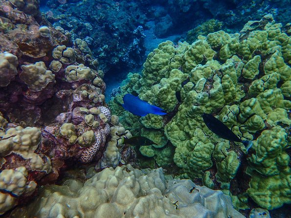 Four Winds Molokini Snorkeling Tour from Maalaea Harbor - Who will get the most from this tour