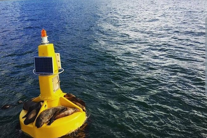 Half Hour Seal and Harbour Cruise from Cape Town - Finding seals on the harbor floats