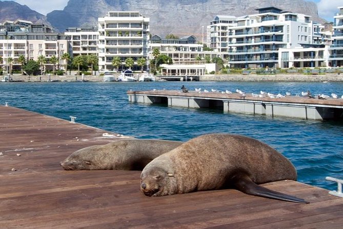 Half Hour Seal and Harbour Cruise from Cape Town - Boarding at Quay 5 and finding the Southern Cross
