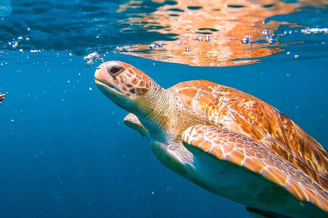 Harbour Lights-Chair &Turtle Shipwreck Snorkel Tour(10:30-1:30pm) - Key points before you book