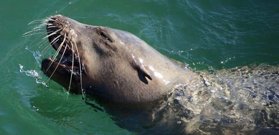 Long Beach: Sightseeing Harbor Cruise - Sea lions and the liveliest moments